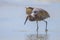 Reddish Egret Creating Shade On The Water To Catch Fish