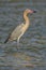 Reddish Egret, Egretta rufescens