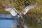 Reddish Egret (Egretta rufescens)