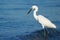 Reddish egret (Egretta rufescens)