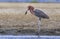 Reddish egret (Egretta rufescens) eating a morning catch â€“ a flounder.