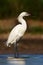 Reddish Egret, Egretta rufescens, rare heron, white form. Bird in the water with first morning sun light. Heron in the water, earl