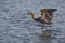 Reddish Egret (Egretta rufescens rufescens)