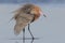 Reddish Egret Extending a Wing - Florida