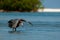 A reddish egret feeding in shallow water.