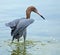 Reddish egret fishing in the Gulf of Mexico, Florida.