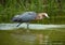 Reddish egret fishing in Gulf waters of St. Petersburg, Florida.