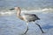 Reddish Egret fishing in the surf