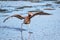 Reddish Egret in a Florida mangrove swamp