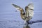 Reddish Egret in a Florida mangrove swamp