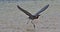 Reddish Egret flying low over tidal waters at Cancun\'s Isla Blanca Mexico