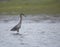 Reddish Egret hunting in California