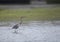 Reddish Egret hunting in California