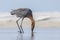 Reddish Egret Plunging Its Beak To Catch Fish