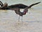 Reddish Egret shadow hunting in tidal waters at Cancun\'s Isla Blanca Mexico