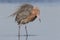 Reddish Egret Stalking a Fish in a Shallow Tidal Lagoon - Florid