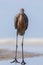 Reddish Egret Standing Tall On The Beach
