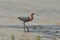 Reddish Egret strolling along Shoreline