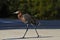 Reddish egret strolls the roadside at Ding Darling National Wildlife Refuge