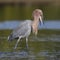 Reddish Egret swallowing a fish - St. Petersburg, Florida