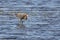 Reddish Egret Wades Wetland