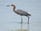 Reddish egret wading along beach on Florida\'s Gulf Coast.