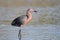 Reddish Egret Wading in a Shallow Pond