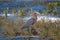 Reddish Egret walking in marshy shallow tidal waters of Isla Blanca Cancun