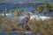 Reddish Egret walking in marshy shallow tidal waters of Isla Blanca Cancun