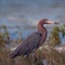 Reddish Egret walking in marshy shallow tidal waters of Isla Blanca Cancun