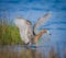 Reddish egret with wings spread fishing