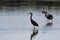 Reddish Egrets Foraging, J.N. \'\'Ding\'\' Darling National Wildlife