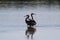 Reddish Egrets, J.N. \'\'Ding\'\' Darling National Wildlife Refuge,