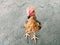 reddish feathered chicken photo