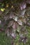 Reddish foliage of Prunus cerasifera nigra tree