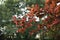 Reddish foliage of Prunus cerasifera nigra tree