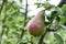 reddish-green pear on a tree closeup