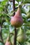 reddish-green pear on a tree closeup