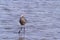 Reddish heron