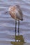 Reddish heron