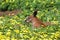 Reddish kangaroo lying on the grass