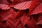 A reddish leaf in the style of lively, vibrant stage hues