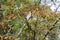 Reddish leaves and green catkins on branch of walnut in April