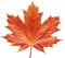 Reddish maple leaf