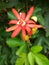 Reddish orange of bloom passion flower