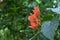 A reddish orange color Bougainvillea flower cluster blooming on a twig