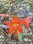 Reddish and orange of flower leaf grows amidst the rocks.