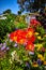 Reddish orange flowers on sunny day with variety of gorgeous colorful flowers and blue sky
