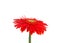 Reddish orange Gerbera Daisy, isolated