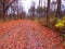 Reddish orange leaves litter a walking trail in the fall